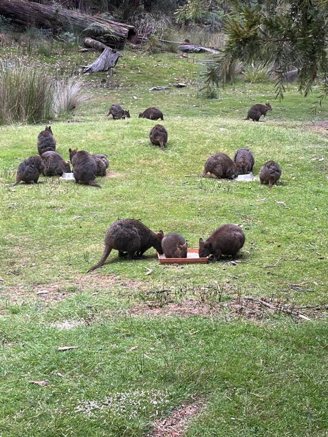 Campsite Base Camp Tasmania 3*