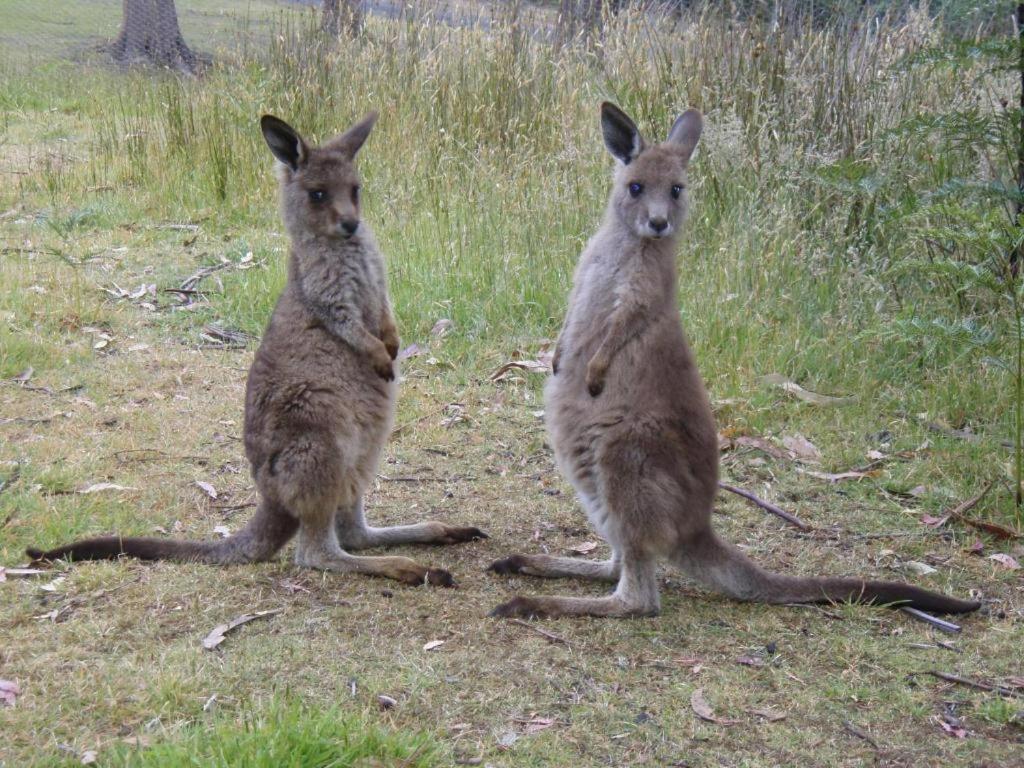 Base Camp Tasmania New Norfolk